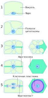 Maybe you would like to learn more about one of these? File Plant Cell Division In A Cell With A Large Vacuole Svg Wikimedia Commons