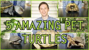 It is very important that people know how to take care of them properly. Five Of The Best Pet Turtles You Could Possibly Get Youtube