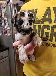 Find female great danes for sale on oodle classifieds. Great Dane Puppies Nex Tech Classifieds