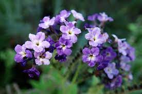This pretty little flower is native to tropical location across the globe. 15 Best Smelling Indoor Plants For A Divinely Fragrant Home Smart Garden Guide