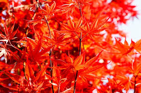Blattfärbung leuchtend grün oder rot. Wie Erkenne Ich Einen Pilz Bei Einem Japanischen Ahorn Ich Seh Grun