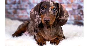 Dachshund Breeders Australia Dachshund Info Puppies