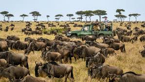 Africa nature wildlife safari blue wildebeest animal wild gnu mammal wildebeest. Wildebeest Migration In Africa Your Monthly Guide