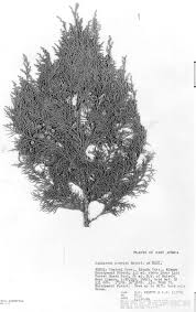 Image result for Juniperus procera