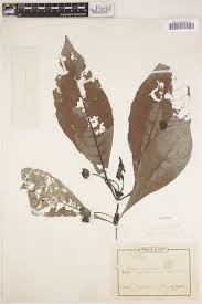 Image result for Psychotria peduncularis