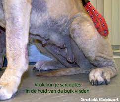Kan ik mijn huisdier met schurft besmetten? Scabies Hond Of Echte Schurft Bij De Hond