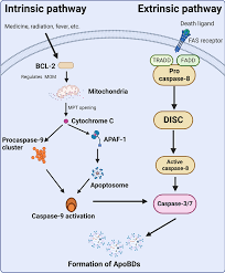 Pathways involved in apoptosis. The intrinsic pathway is activated by... |  Download Scientific Diagram