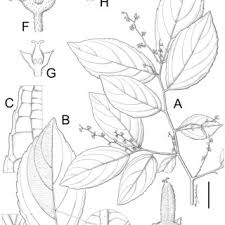 Image result for Tragia grandistipularis