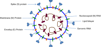 The Pathophysiology Diagnosis And Treatment Of Corona Virus Disease 2019 Covid 19 Springerlink