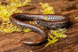 California Slender Salamander Bathrachoseps Attenuatus Salamander Lizard California