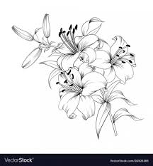 Black And White Lily Flower 14 Advantages Of Lily Flower Vector Black And White And How You Can Make Full Use Of It Lily Flower Vector Blac Lilies Drawing Flower Sketches Flower Drawing