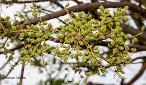 Image result for Lannea discolor