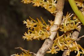 Image result for Tridactyle scottellii