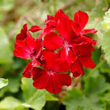Pin On Hometalk Flowers
