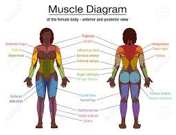 The cavities, or spaces, of the body contain the internal organs, or viscera.the two main cavities are called the ventral and dorsal cavities. Muscle Diagram Most Important Muscles Of An Athletic Black Man Anterior And Posterior View Male Body Labeled Vector Illustration Chart On White Background Royalty Free Cliparts Vectors And Stock Illustration Image 149677376
