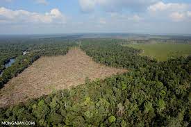 At the current rate of deforestation, it is estimated that roughly 135 different species of plants, animals and insects go extinct each day. Deforestation Facts Figures And Pictures