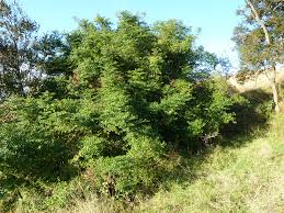Image result for Cassinopsis tinifolia