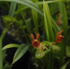 Image result for Liparis