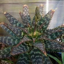 Image result for Aloe zebrina