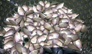 Menu ikan gurame saus padang dapat disajikan sebagai menu makan siang yang mengundang selera. Daftar Harga Bibit Ikan Gurame Terkini Dan Terlengkap 2021 Aplikasi Pertanian Media Agribisnis Gdm Agri