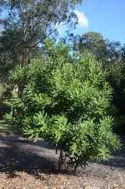 Image result for Macadamia tetraphylla
