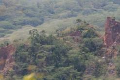 Image result for Gonatopus petiolulatus