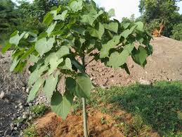 Image result for Hildegardia