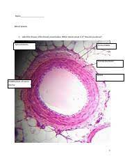 Ap2 learn with flashcards, games, and more — for free. Week 1 Blood Vessels 969 Name Blood Vessels 1 Label The Tissues Of The Blood Vessel Below Which Blood Vessel Is It How Do You Know Tunica Course Hero
