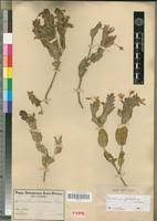 Image result for Ecbolium clarkei