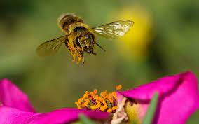 The aroma of the nectar attracts the bees. What Bees Can Teach Us About The Pollination Of Ideas