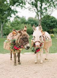 Gabriela And Alejandro S Vibrant Spring Wedding Wild Sky Events Event Design Production Animals Beautiful Cute Donkey Animals