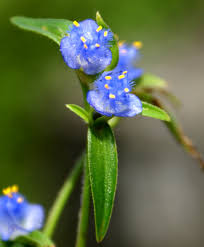 Image result for Cyanotis sp. aff. C. lapidosa