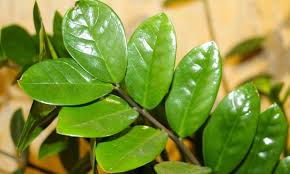 Image result for Zamiokulkas Zamioculcas