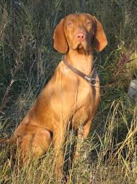 Fantastic family pet and versatile hunter. Vizsla Rescue Of Texas Home Facebook