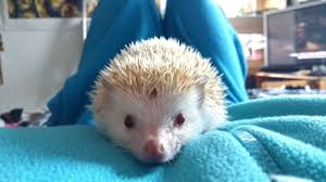 My bodily functions don't concern you! Love Quote Thebedroomzoo We Were Hedgehog Sitting For This Little Guy And Quotess Bringing You The Best Creative Stories From Around The World
