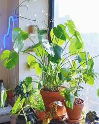 A Photo I Snapped A Few Weeks Back Right Before I Repotted My Root Bound Monstera Deliciosa Borsigiana Apartmen Monstera Deliciosa Monstera Botanist