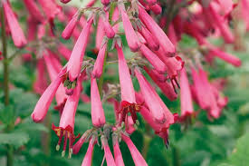 Use as a flowering hedge or in shrub borders. Phygelius Horticulture Week