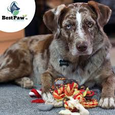 The Game Of Tug Of War Is Hugely Popular For Many Canine Pawrents And Who Can Blame Them The Game Is Fun However Do Be Careful Of Dogs Cat Love Dog