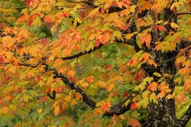 how to identify deciduous trees by their leaves