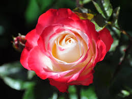 Rosa linux is a linux operating system distribution, developed by the russian company 'llc ntc it rosa'. Edelrose Nostalgie Finde Deine Neue Rose Online Ratgeber