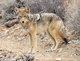 Coyotes are frequently confused with foxes and have been mistaken for domestic dogs. Coyote Death Valley National Park U S National Park Service