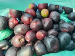 Image result for Anisophyllea boehmii