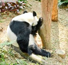 Kai wears red gi's all throughout the series. Entree Kibbles Giant Panda Forest Saying Hi To Kai Kai Jia Jia River Safari Singapore