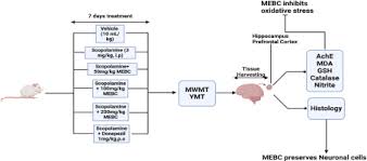 Image result for Buchholzia