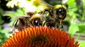 Maybe you would like to learn more about one of these? What Can I Do To Attract Bees To My Garden