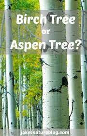 Is That A Birch Tree Or Aspen Tree Jake S Nature Blog Aspen Trees Tattoo Aspen Trees Birch Tree