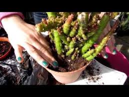 Coat of many colors cactus. Planting Our New Cactus Plant Rescue Opuntia Subulata Monstrose Youtube