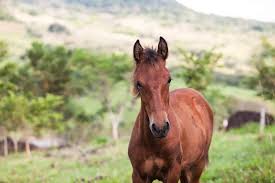 450 kg (1,000 lb) horse x 0.0333 would require roughly 15 mcal (15,000 calories) per day to maintain body weight. Growing Up Estimating Adult Horse Size The Horse