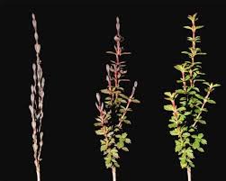 Image result for Myrothamnus flabellifolius