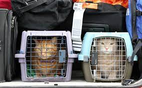 Pada kesempatan ini kami akan mengajak cara menanam bawang merah tahap selanjutnya adalah membuat bedengan pada lahan dengan. Bakal Berpindah Tapi Sayang Untuk Tinggalkan Kucing Peliharan Tips Bagimana Mahu Bawa Haiwan Peliharaan Menaiki Kapal Terbang Siakap Keli News